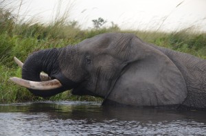botswana safari 