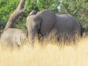 botswana safari 