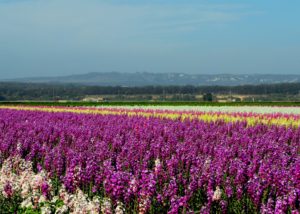 things to do in lompoc california